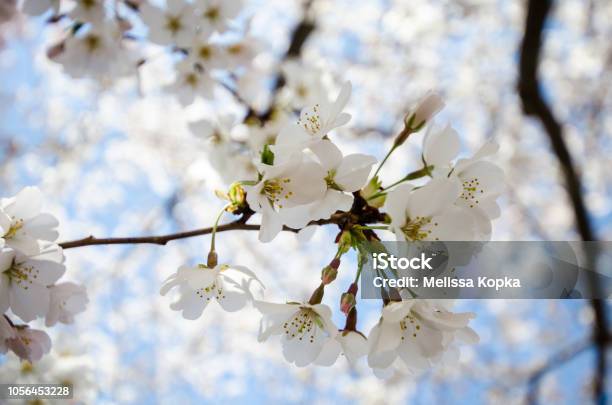 Bunny W Trawy Zdj Cia Stockowe I Wi Cej Obraz W Bez Ludzi Bez Ludzi Bunny W Trawy Zdj Cia Stockowe I Wi Cej Obraz W Bez Ludzi Bez Ludzi