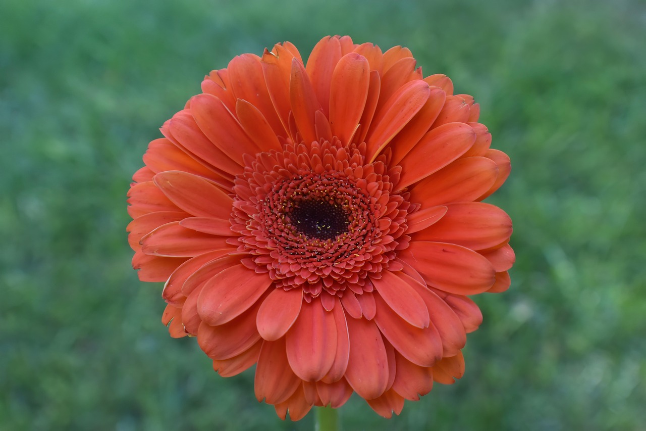 Daisy Flower Teddy Bear Gerbera Daisy New Photo Beautiful Flower Daisy Flower Teddy Bear Gerbera Daisy New Photo Beautiful Flower