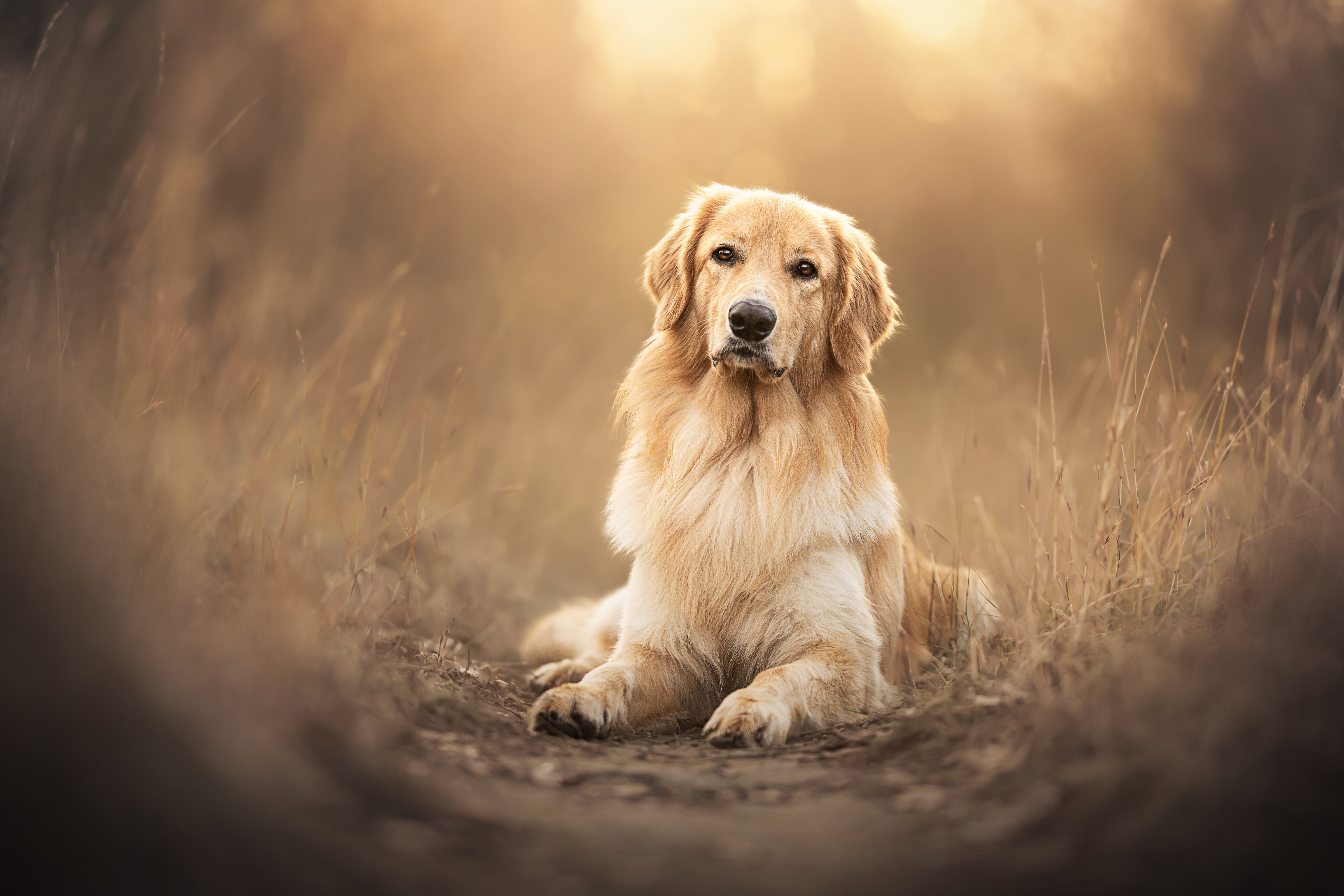 Dogs Images Wallpaper Images Dogs Images Wallpaper Images