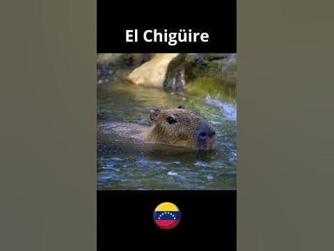 Las Mejores Rese As De Sim N El Chig Ire Bipolar