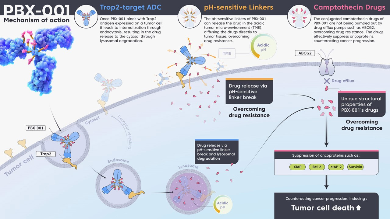 Polyester Nanoparticles Delivering Chemotherapeutics Learning From The Past And Looking To The Future To Enhance Their Clinical Impact In Tumor Therapy Longobardi 2024 Wires Nanomedicine And Nanobiotechnology Wiley Online Library